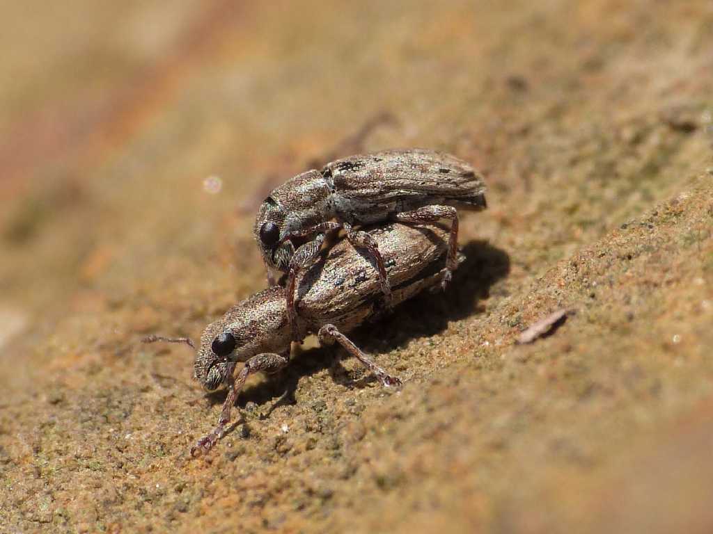 Piccoli curculionidae coi baffi (Sitona?) - Tolfa (RM)